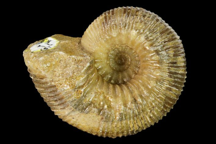 Jurassic Ammonite (Stephanoceras) Fossil - France #162625
